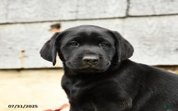 Labrador Retriever dogs for sale: Moose - Image 2