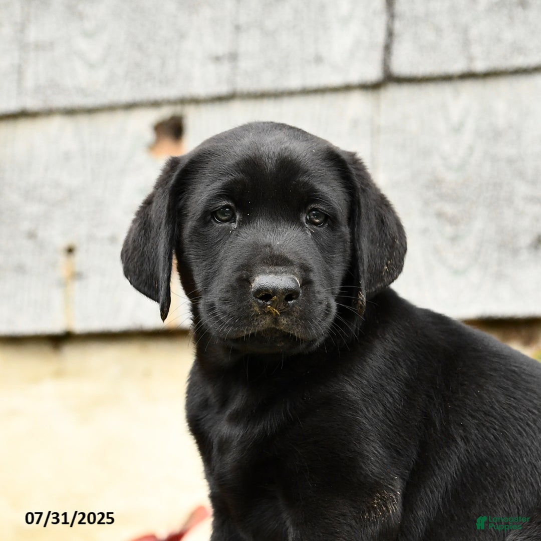 Labrador Retriever dogs for sale: Moose - Image 2