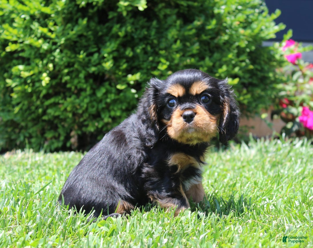 Cavalier King Charles Spaniel dogs for sale: Boomer - Image 16