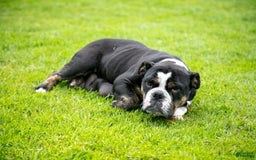 Olde English Bulldogge dogs for sale: Carina - Image 4
