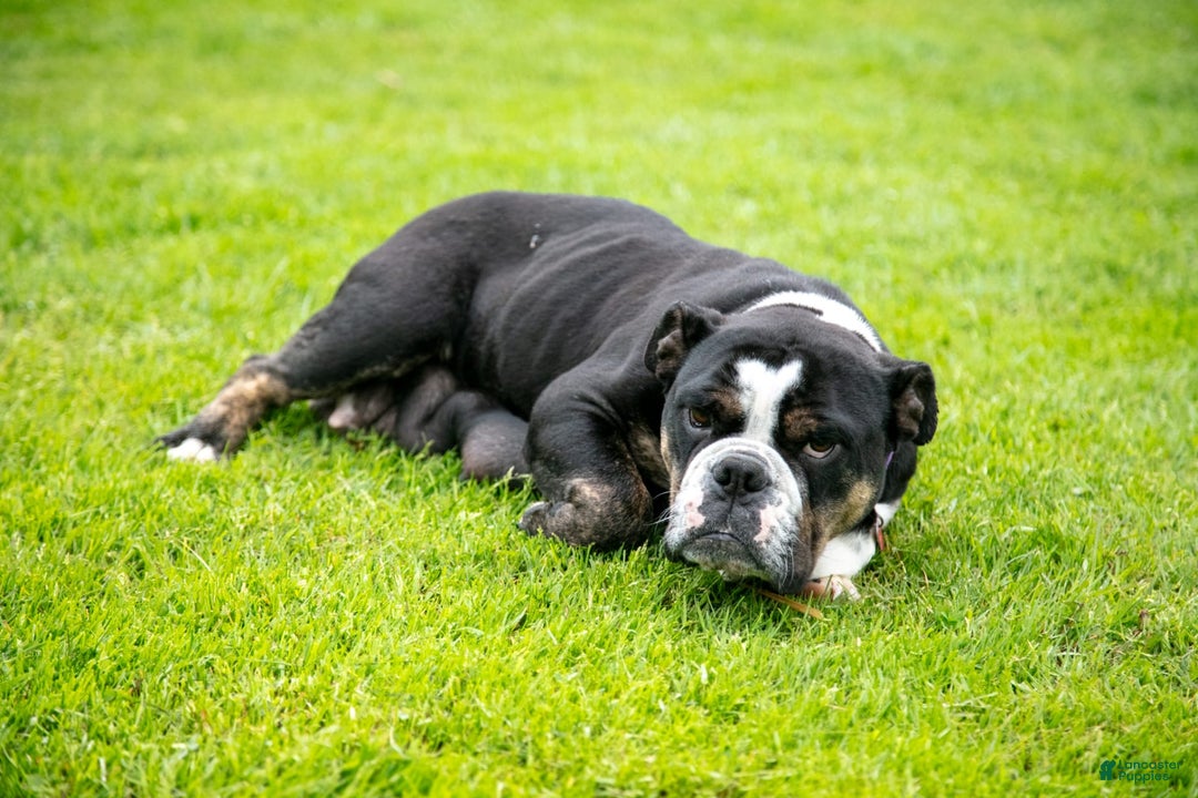Olde English Bulldogge dogs for sale: Carina - Image 4