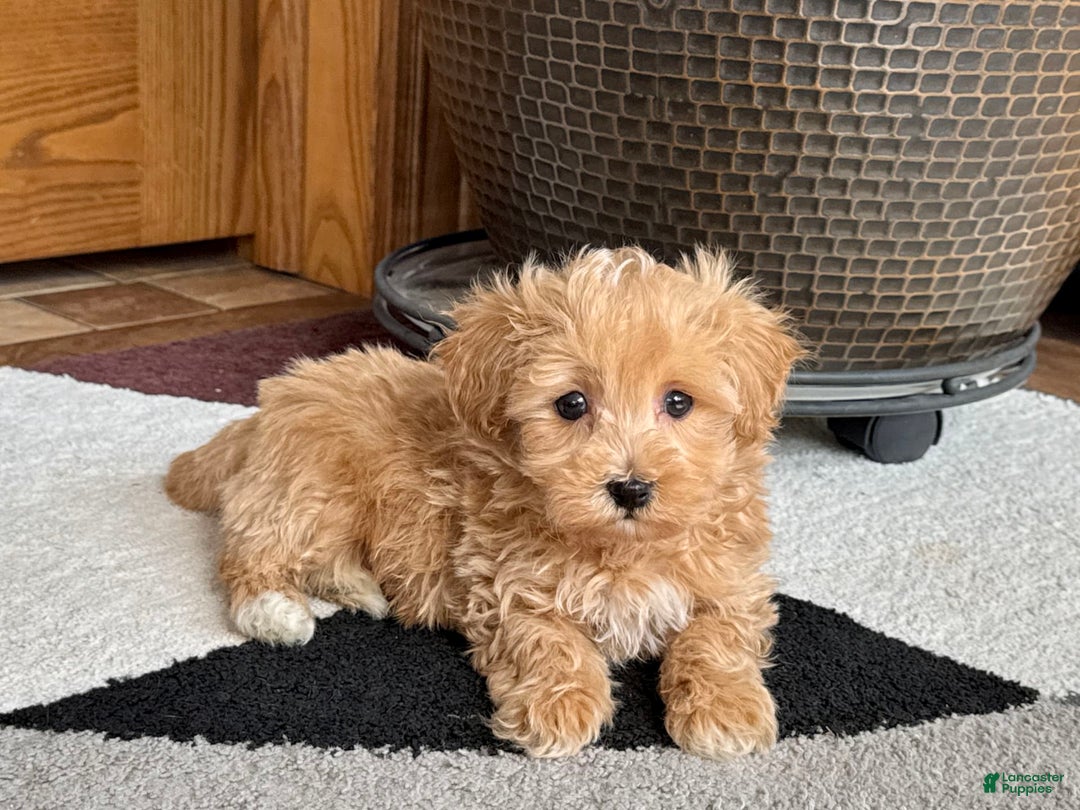 Maltipoo dogs for sale: Cody - Image 17