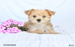 Morkie dogs for sale: Molly - Image 3
