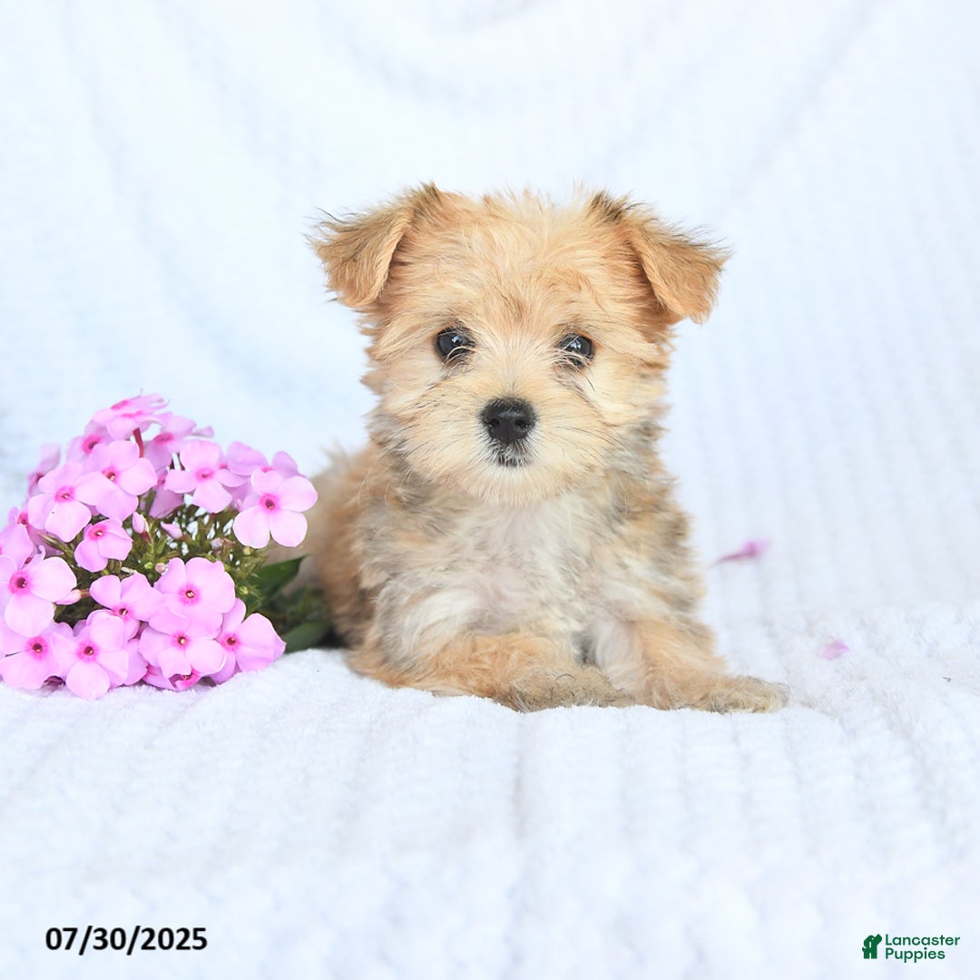 Morkie dogs for sale: Molly - Image 3
