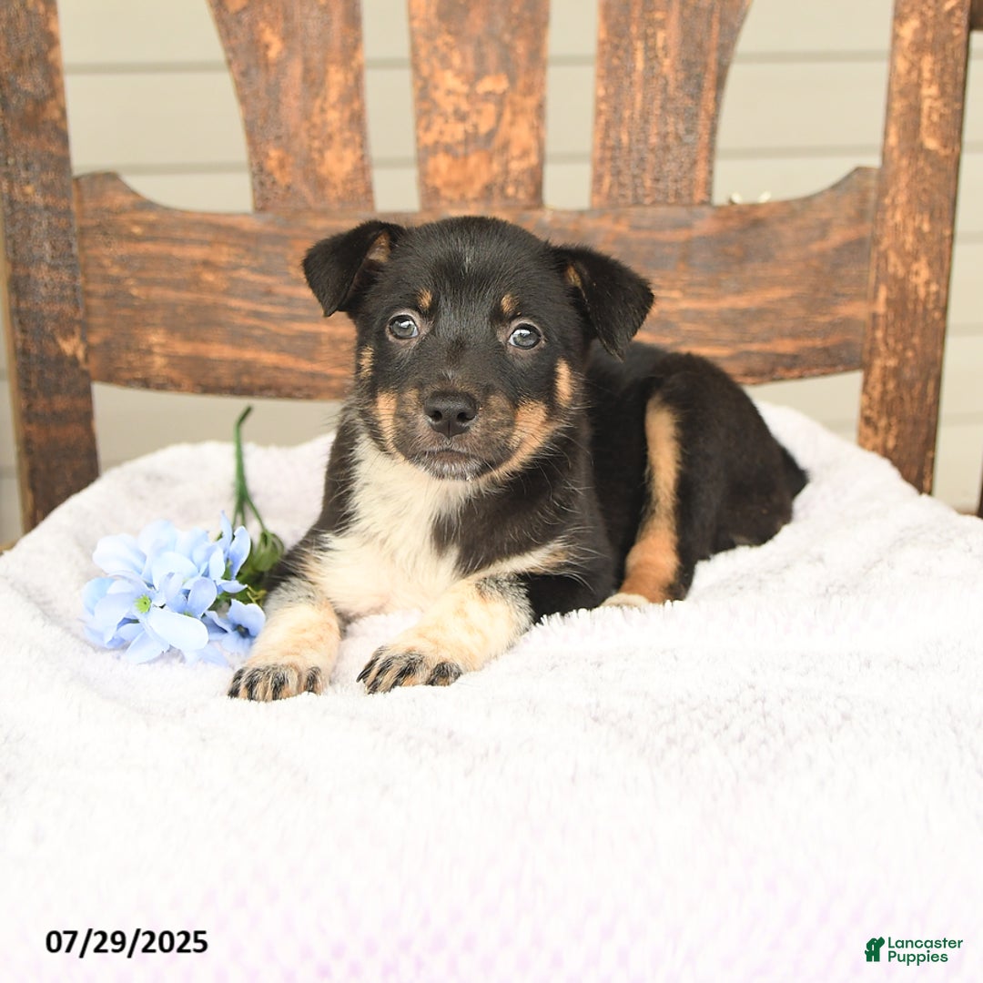Australian Cattle Dog dogs for sale: Martha - Image 4
