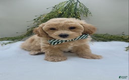 Bichpoo dogs for sale: Max - Image 3