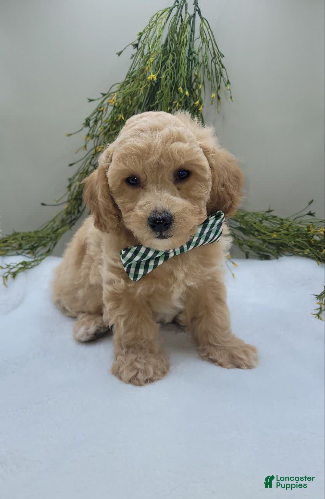 Bichpoo dogs for sale: Max - Image 3