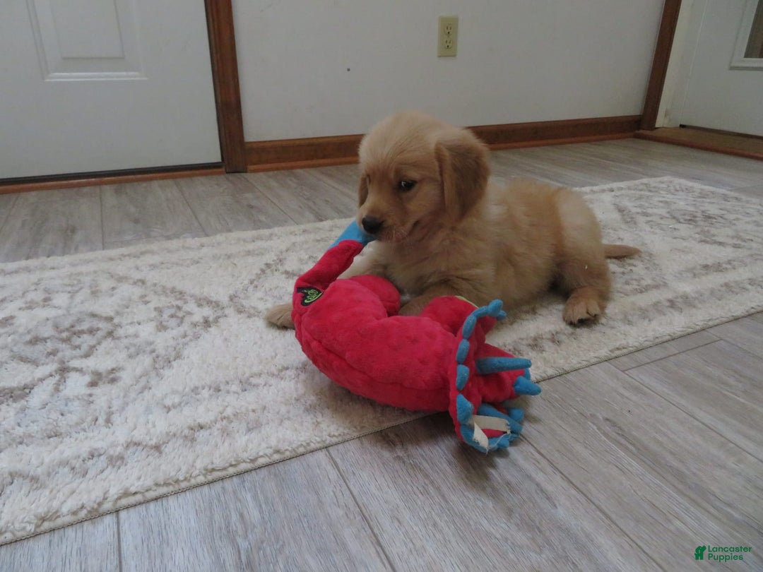 Golden Retriever dogs for sale: Starburst - Image 31