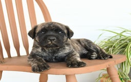 English Mastiff dogs for sale: Mr Grizzle - Image 4