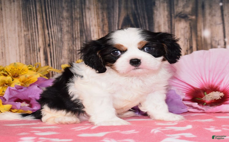 Cavalier King Charles Spaniel dogs for sale - Ad 2