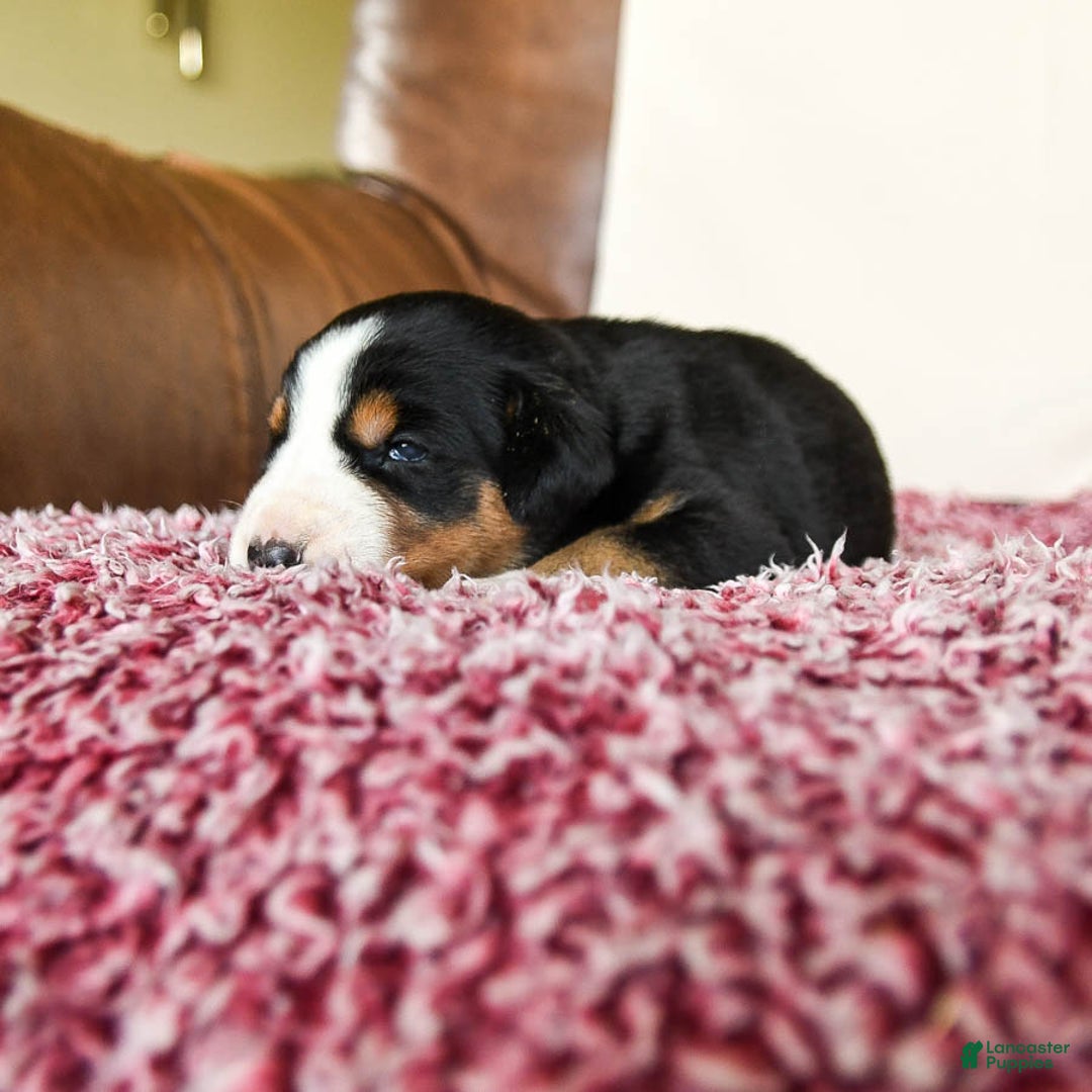 Greater Swiss Mountain Dog dogs for sale: Gemma - Image 6