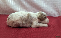 Cavapoo dogs for sale: Woody - Image 9