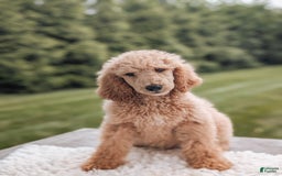 Standard Poodle dogs for sale: Champ-moyen Poodle - Image 1