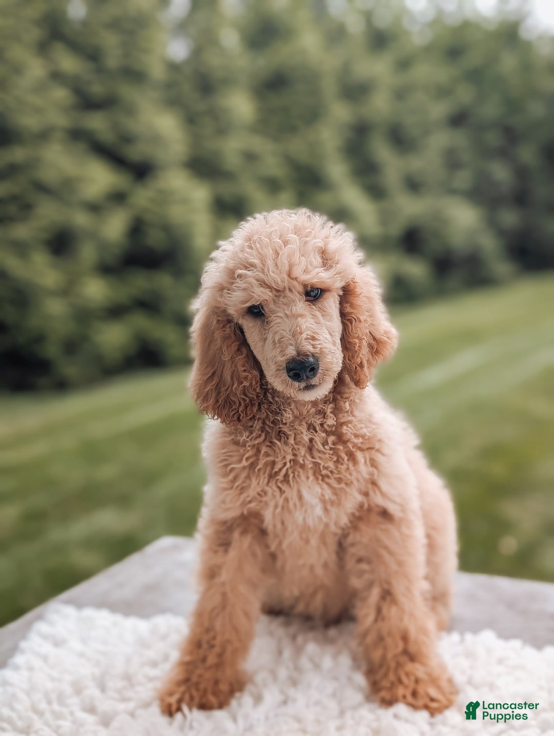 Standard Poodle dogs for sale: Champ-moyen Poodle - Image 1