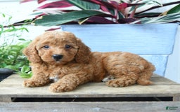 Mini Goldendoodle dogs for sale: Victoria - Image 1
