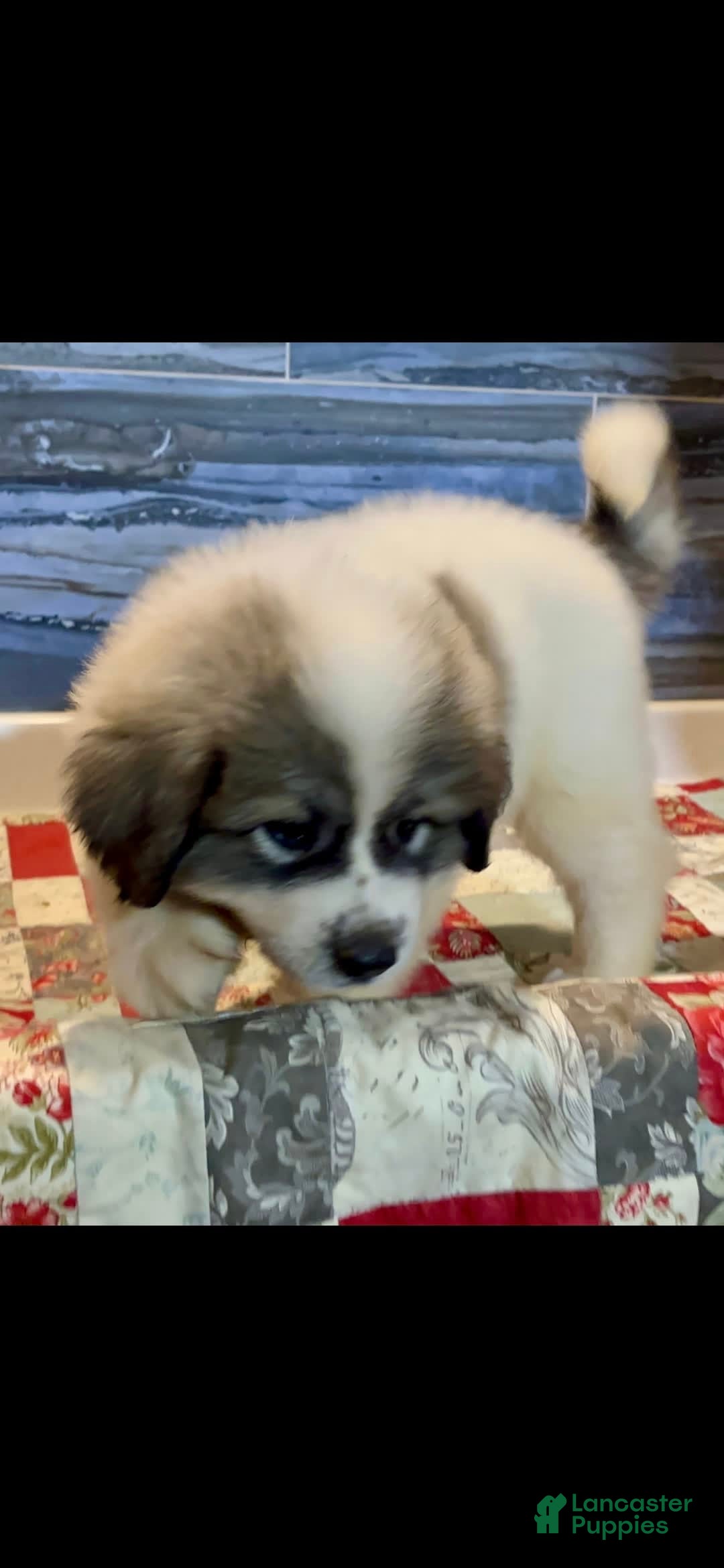 Great Pyrenees dogs for sale: Yellow - Image 9