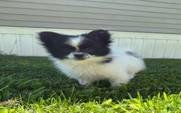 Papillon dogs for sale: Grizzle - Image 3