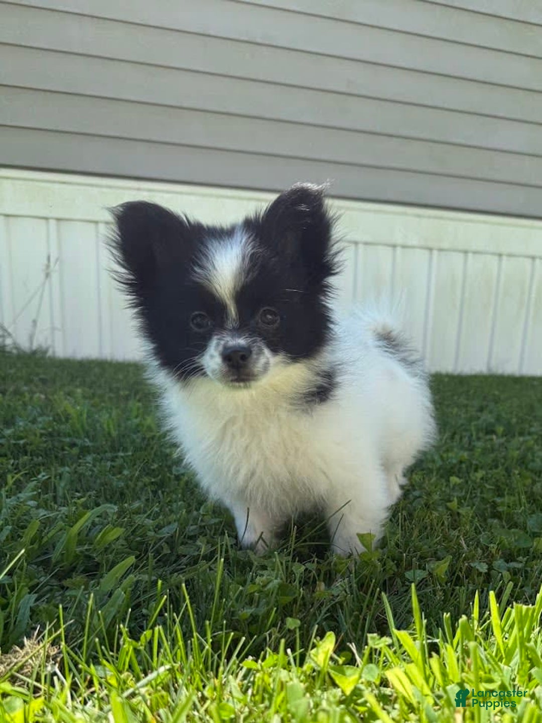 Papillon dogs for sale: Grizzle - Image 3