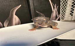 American Bully dogs for sale: Boots - Image 14