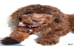 Mini Aussiedoodle dogs for sale: Espresso - Image 5