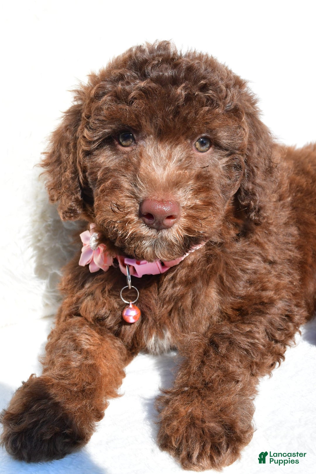 Mini Aussiedoodle dogs for sale: Espresso - Image 5