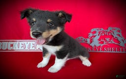 Shetland Sheepdog dogs for sale: Tri Color - Image 2