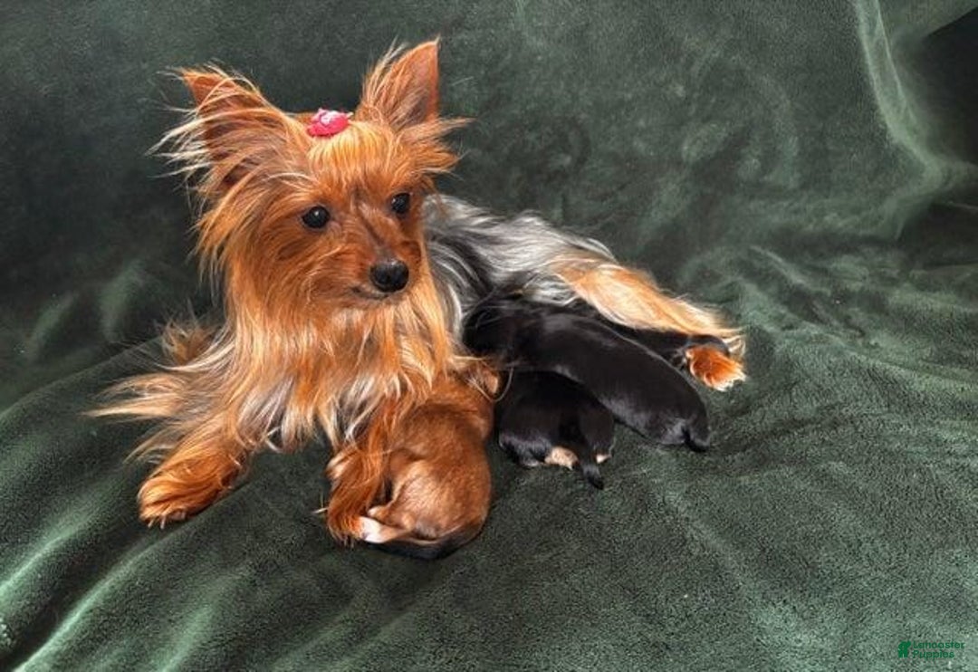 Yorkshire Terrier dogs for sale: Fifa - Image 5
