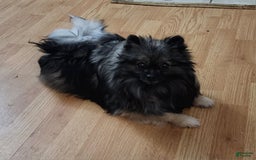 Pomeranian dogs for sale: Sushi - Image 8