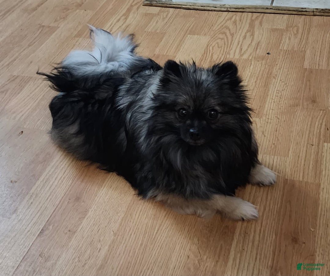 Pomeranian dogs for sale: Sushi - Image 8