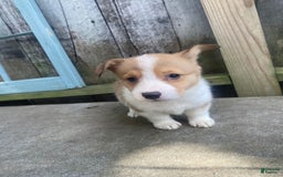 Welsh Corgi Pembroke dogs for sale: Octavia - Image 7