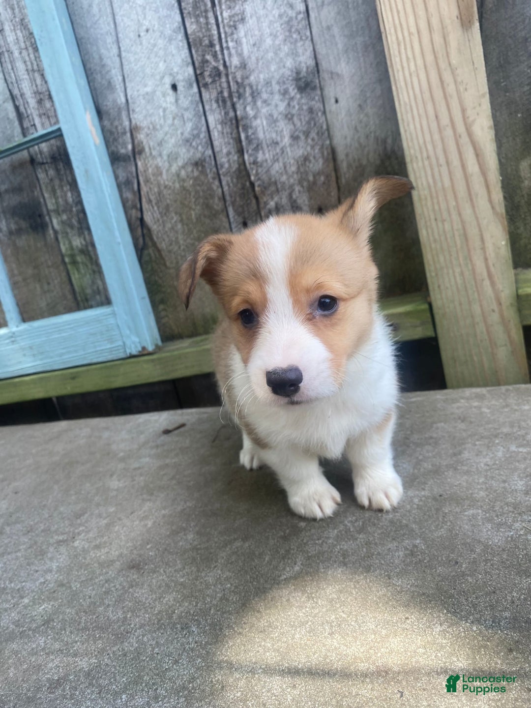 Welsh Corgi Pembroke dogs for sale: Octavia - Image 7
