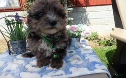 Aussiedoodle dogs for sale: Corby - Image 1