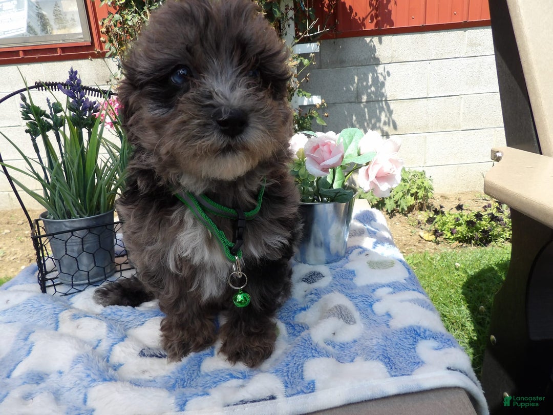 Aussiedoodle dogs for sale: Corby - Image 1