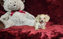 Miniature Dachshund dogs for sale: Nugget - Image 7