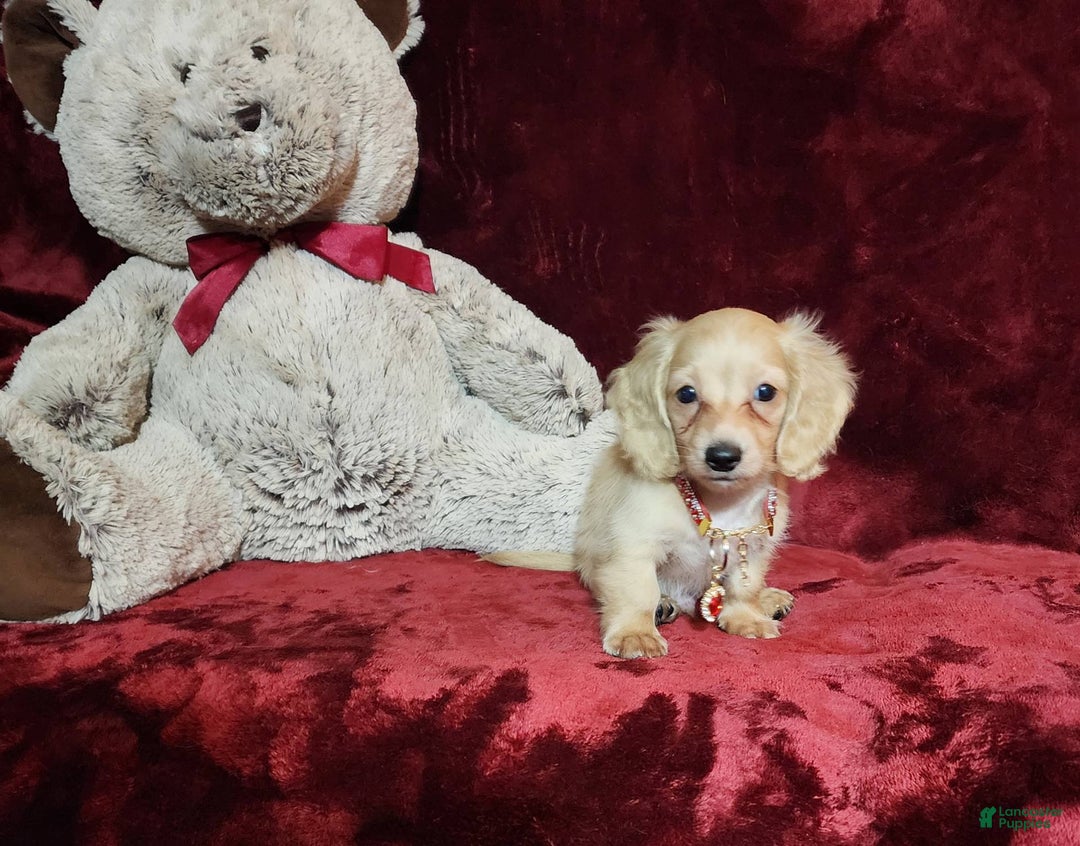 Miniature Dachshund dogs for sale: Nugget - Image 7