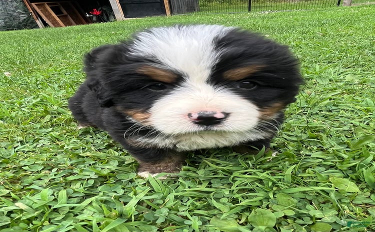 Bernese Mountain Dog dogs - Advert 13