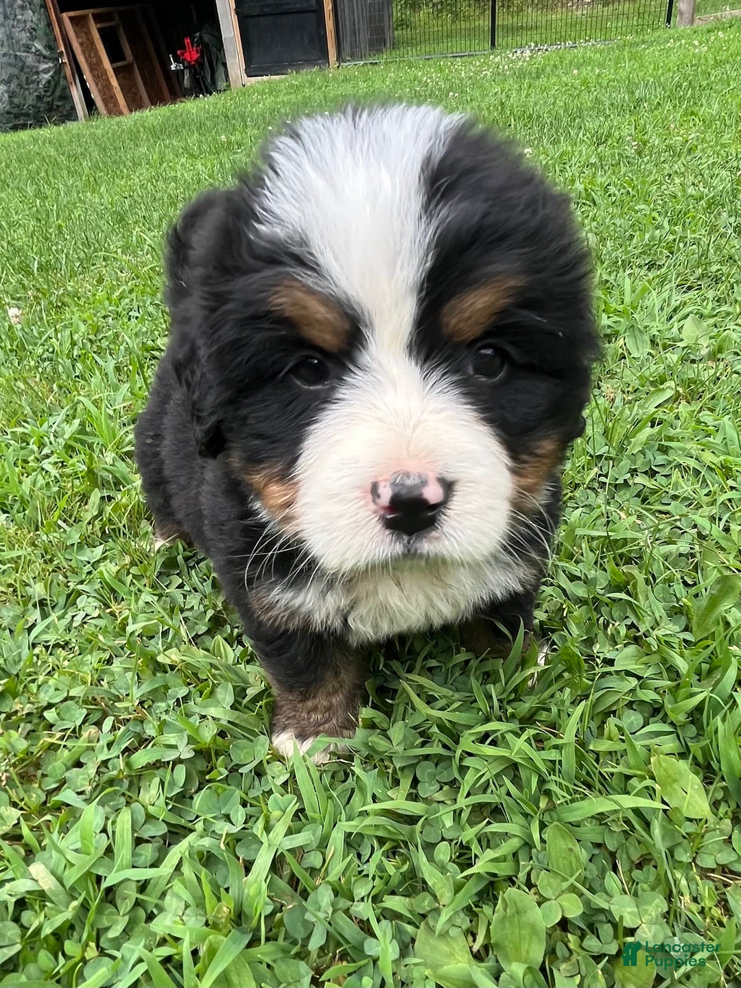 Bernese Mountain Dog dogs for sale: Red Boy - Image 1