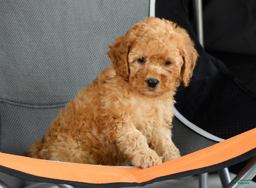 Mini Goldendoodle dogs for sale: Abbie - Image 7