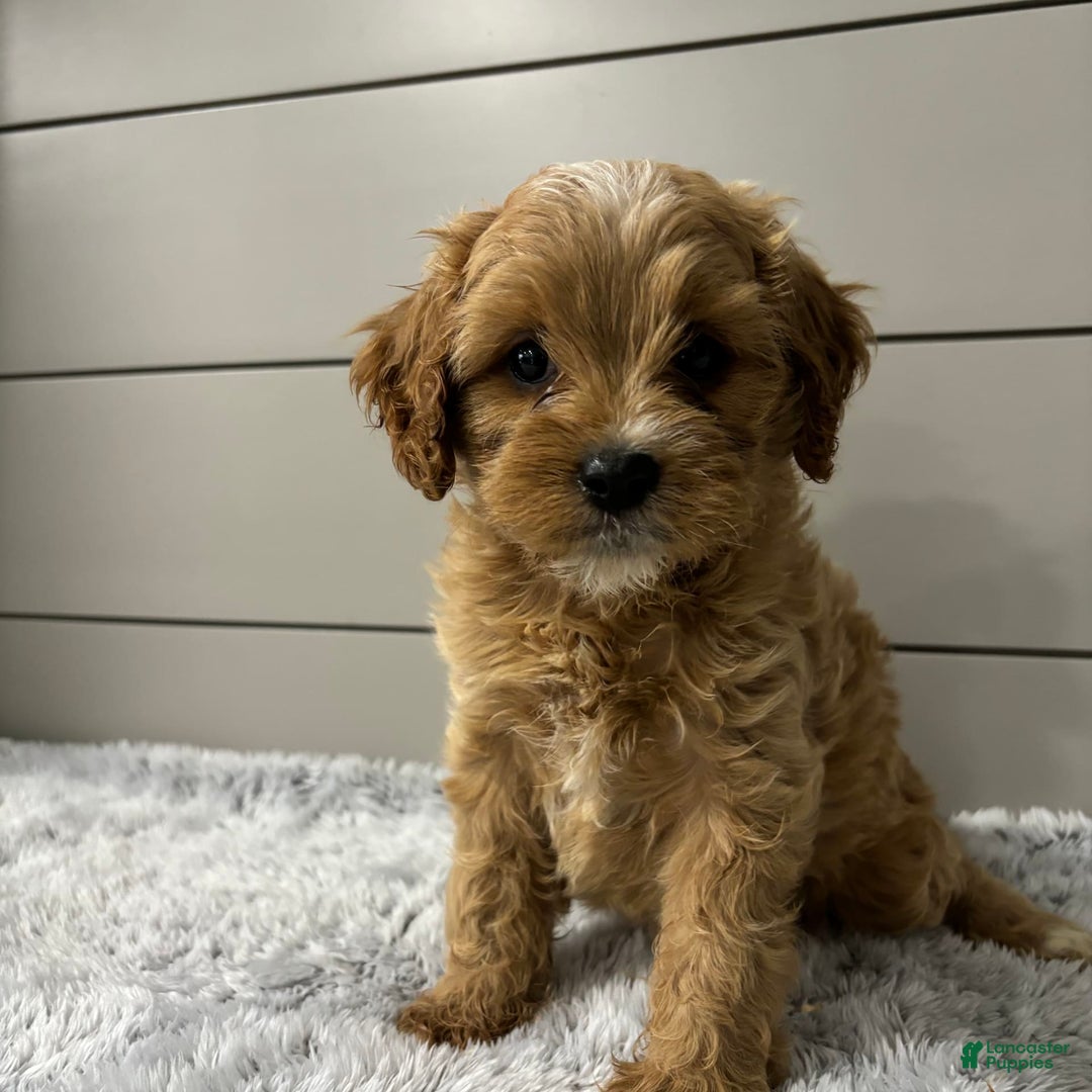 Cavapoo dogs for sale: Willow - Image 6