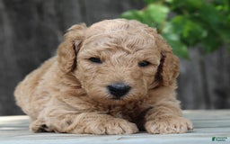 Standard Poodle dogs for sale: Bristol Moyen - Image 3