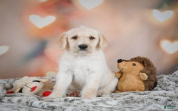 Labradoodle dogs for sale: Rex - Image 7