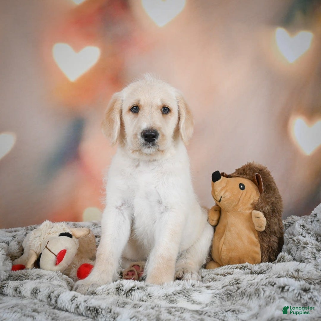 Labradoodle dogs for sale: Rex - Image 7