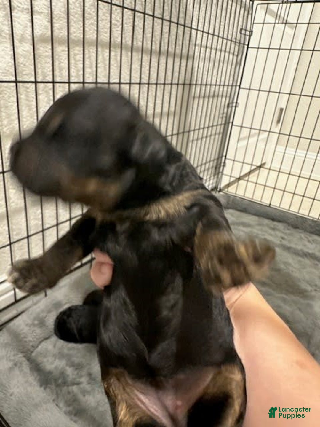 Mini Goldendoodle dogs for sale: Males Litter 2 - Image 13