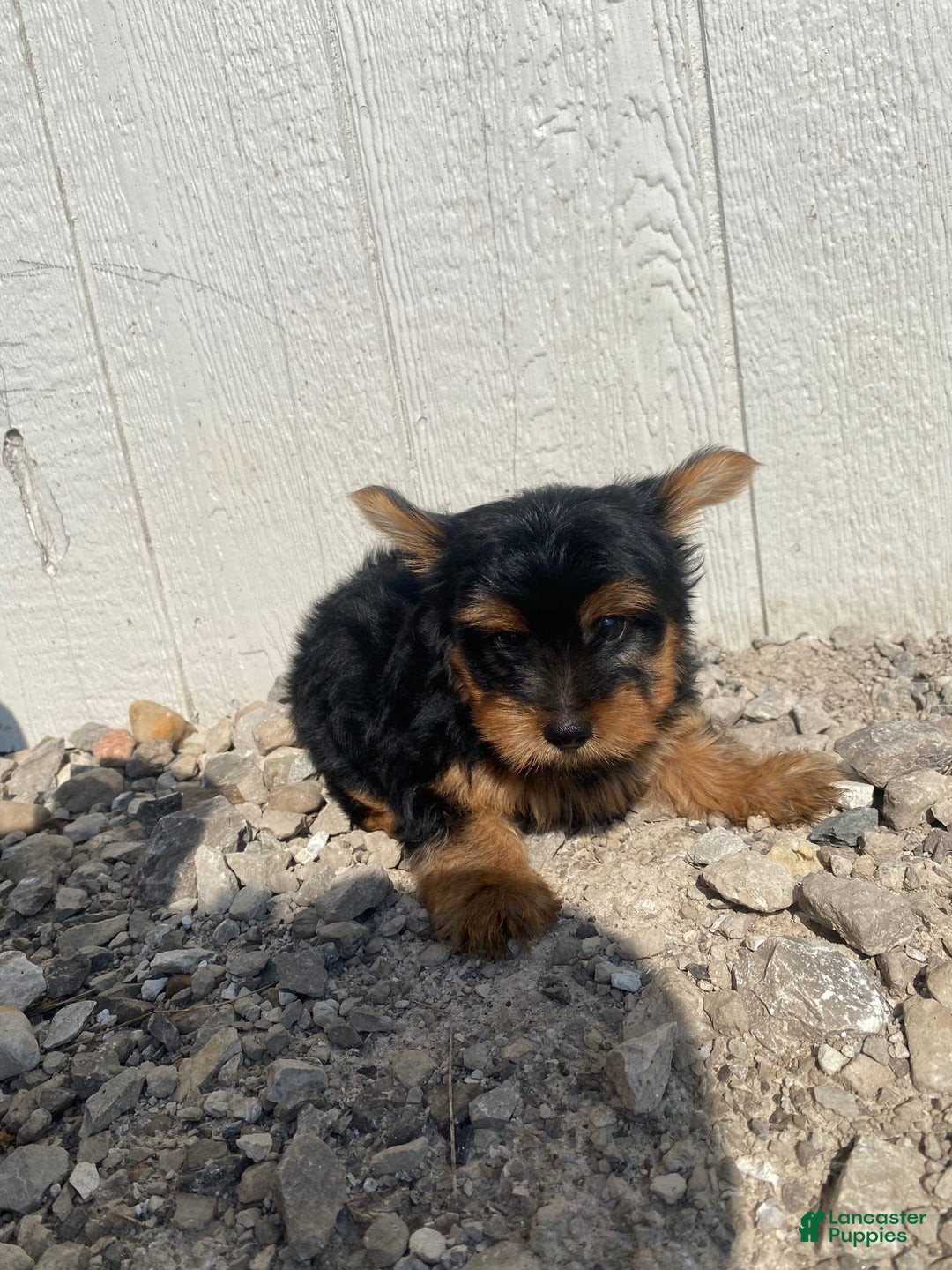 Yorkshire Terrier dogs for sale: Dewey - Image 9