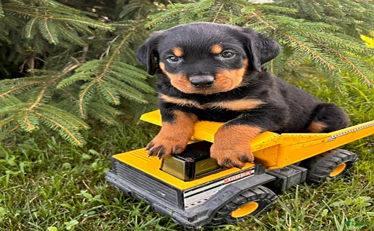 Rottweiler dogs - Advert 6