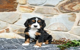 Miniature Bernese Mountain Dog dogs for sale: Magnolia - Image 1