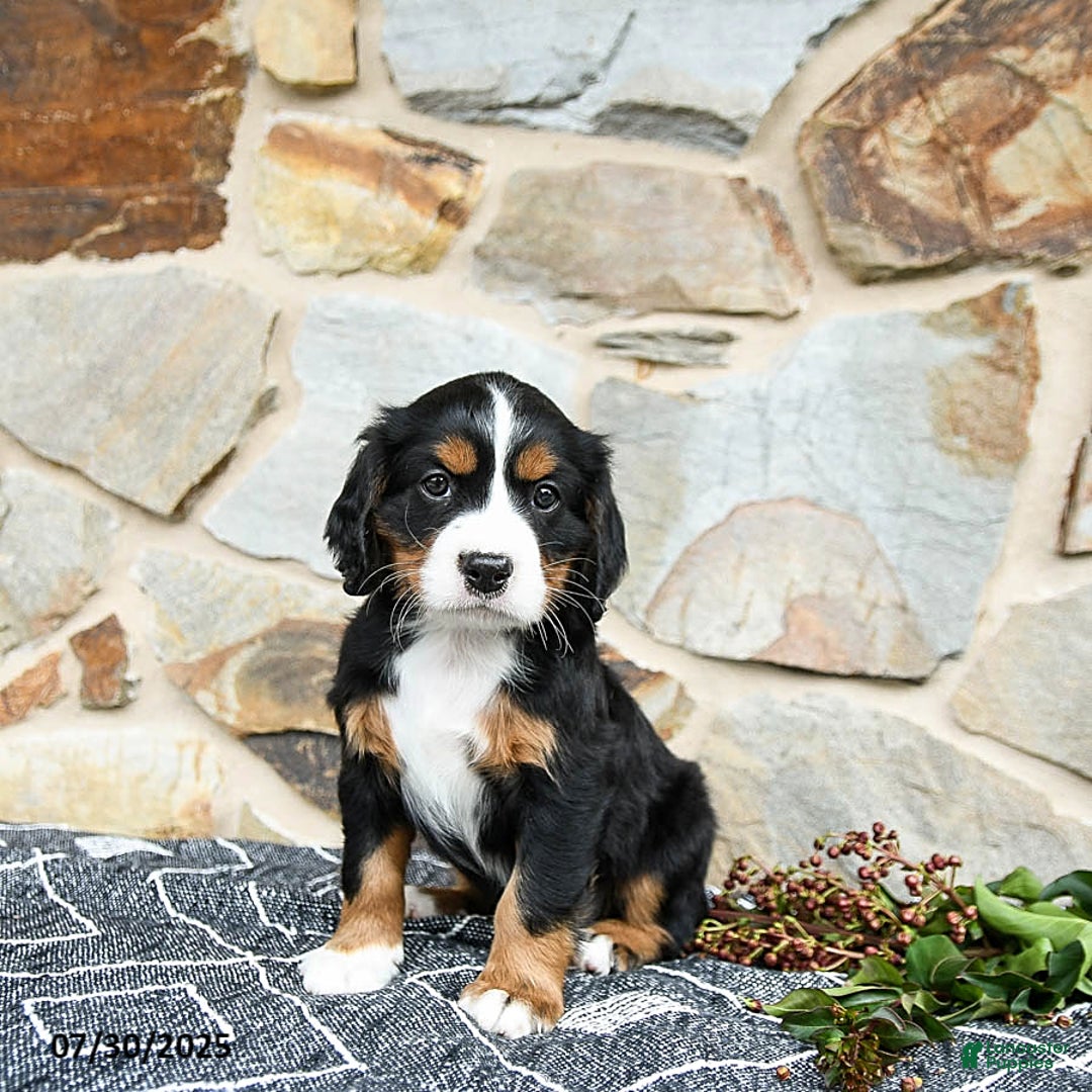 Miniature Bernese Mountain Dog dogs for sale: Magnolia - Image 1