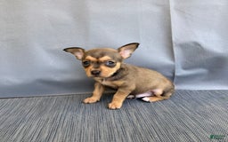 Chihuahua dogs for sale: Remi - Image 13