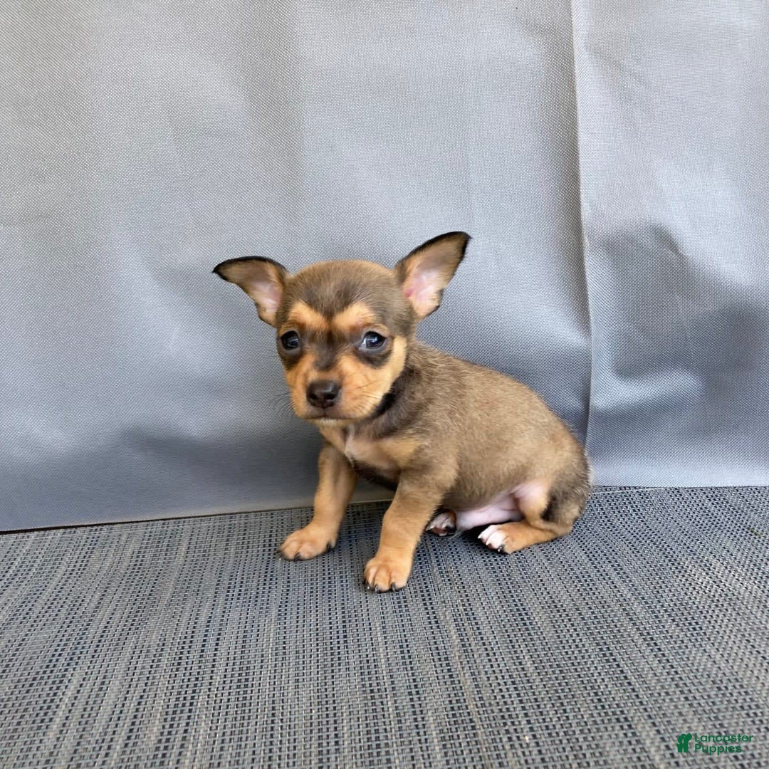 Chihuahua dogs for sale: Remi - Image 13