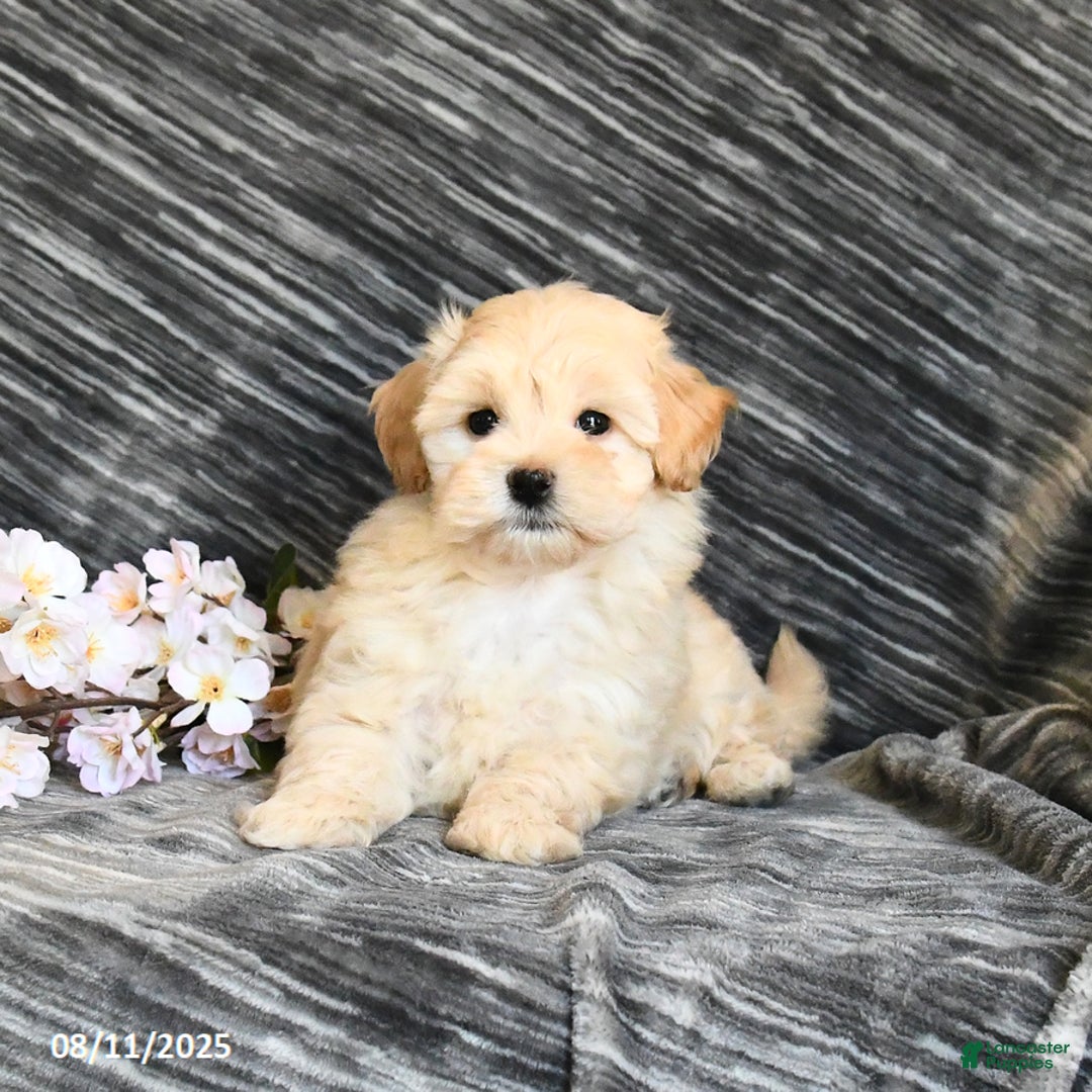Maltipoo dogs for sale: Tinker - Image 4